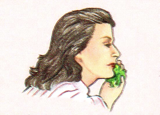 In Mediterranean countries, the leaves were used as a complexion bleach.